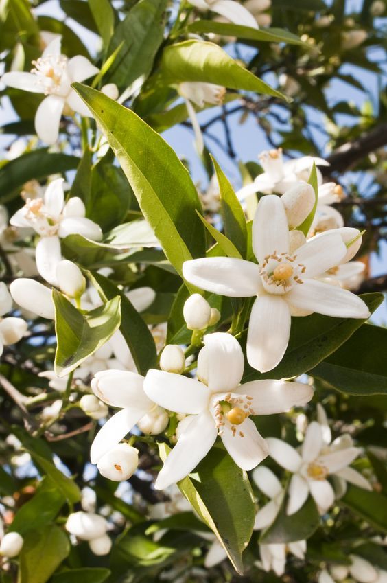 Nghiền ngẫm ngấu nghiến nốt hương Neroli