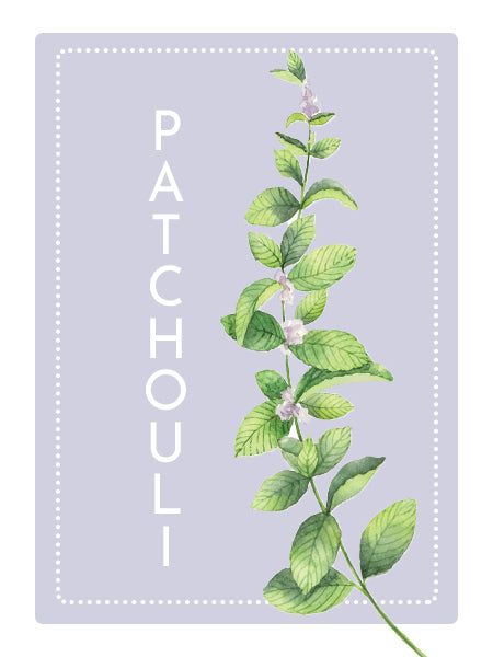 Tìm hiểu về nốt hương Patchouli (Hoắc hương)