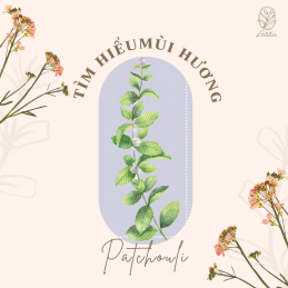 Tìm hiểu về nốt hương Patchouli (Hoắc hương)